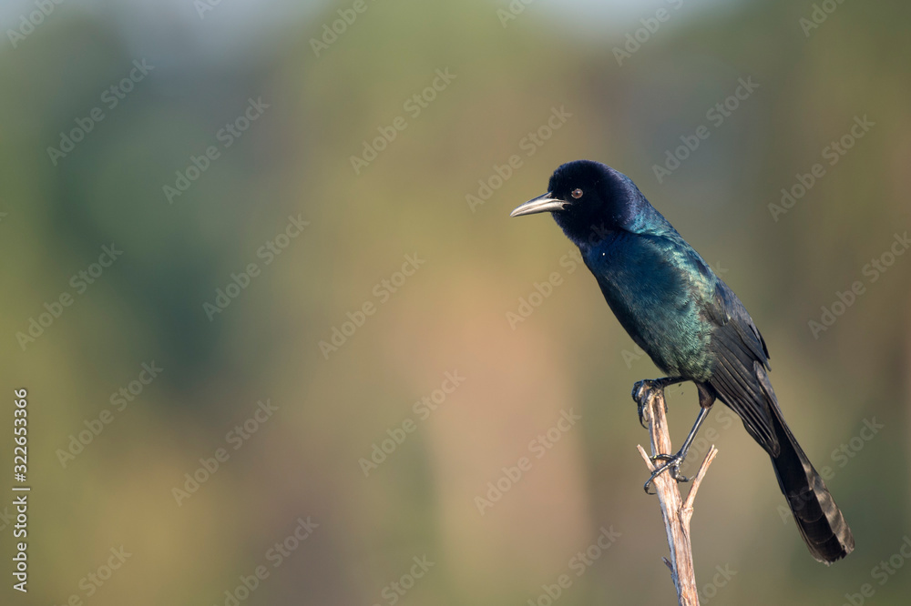 A male Common Grackle perched in front of a smooth out of focus background in the sun showing off its irridescence. A male Common Grackle perched in front of a smooth out of focus background in the sun showing off its irridescence.
