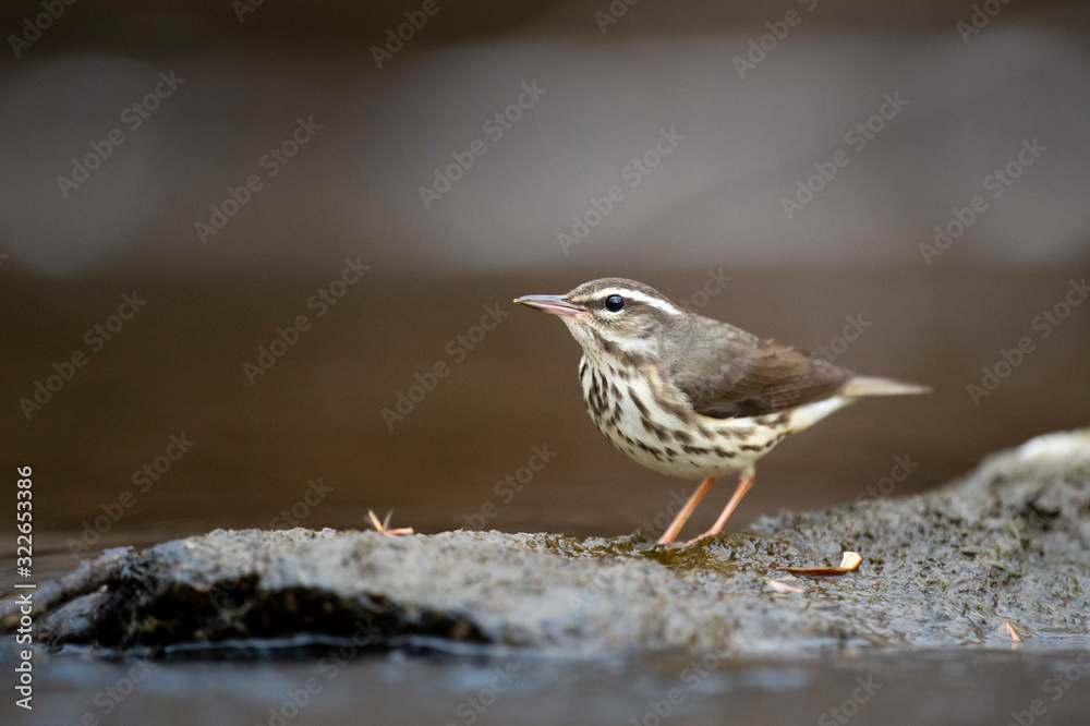 Louisiana Waterthrush perched on a large boulder in the water as it searches for small insects and invertabrates to eat in the soft overcast light. Louisiana Waterthrush perched on a large boulder in the water as it searches for small insects and invertabrates to eat in the soft overcast light.