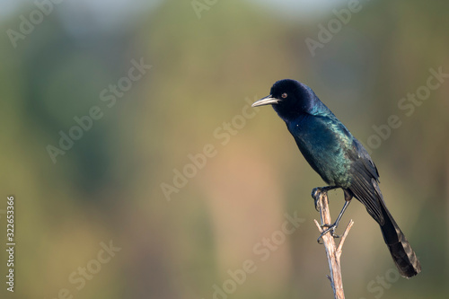 A male Common Grackle perched in front of a smooth out of focus background in the sun showing off its irridescence. © rayhennessy