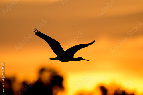 A Roseate Spoonbill silhouette as it flies in front of an orange sunset sky .