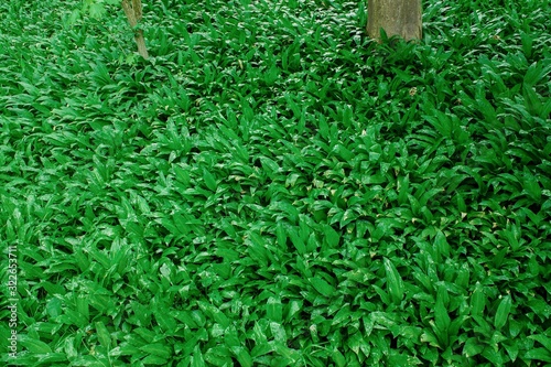 Wild garlic bear garlic park forest after rain