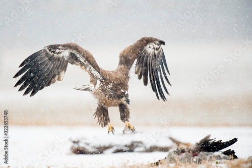 A Juvenile Bald Eagle flying in the snow in an open field with a carcass on the ground.
