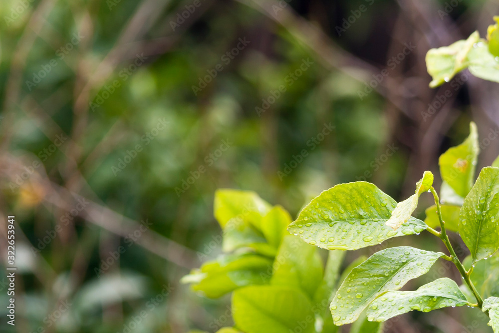 Blurred green floral background with wet leaves