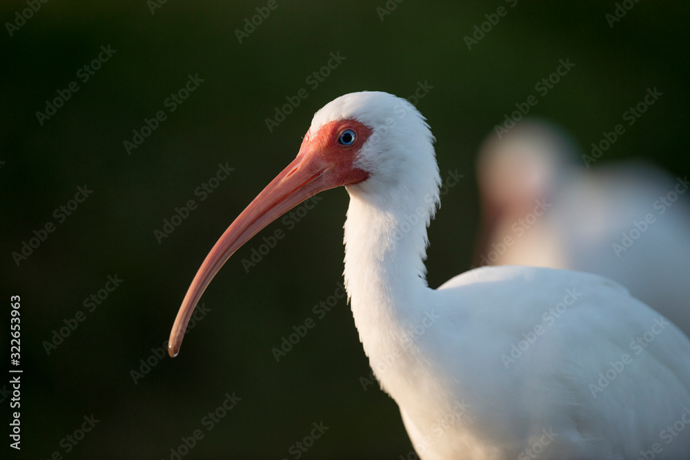 Obraz premium A close-up portrait of a White Ibis in the bright sun against a dark black background.