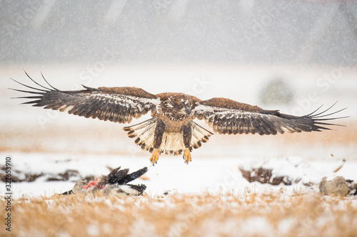 A Juvenile Bald Eagle flying in the snow along the ground in an open field on a cold winter day.