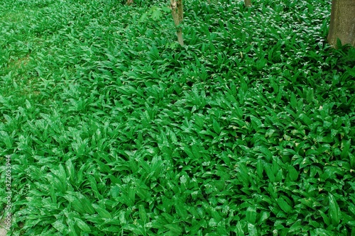Wild garlic bear garlic park forest after rain