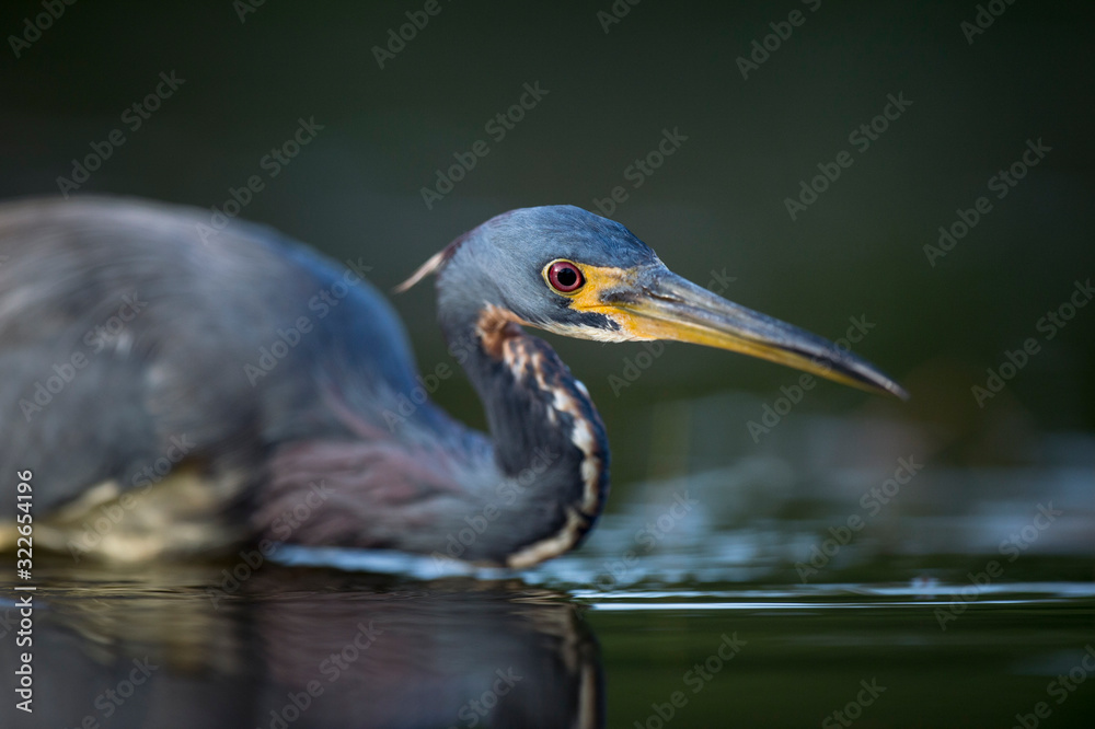 A Tricolored Heron stalks the shallow water in the early morning sun with a dark background and dramatic lighting. A Tricolored Heron stalks the shallow water in the early morning sun with a dark background and dramatic lighting.