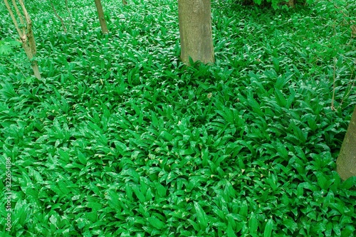 Wild garlic bear garlic park forest after rain