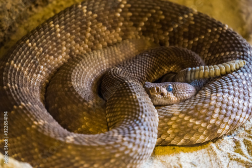 closeup portrait of a coiled up red diamond rattlesnake,venomous pit viper specie from America photo