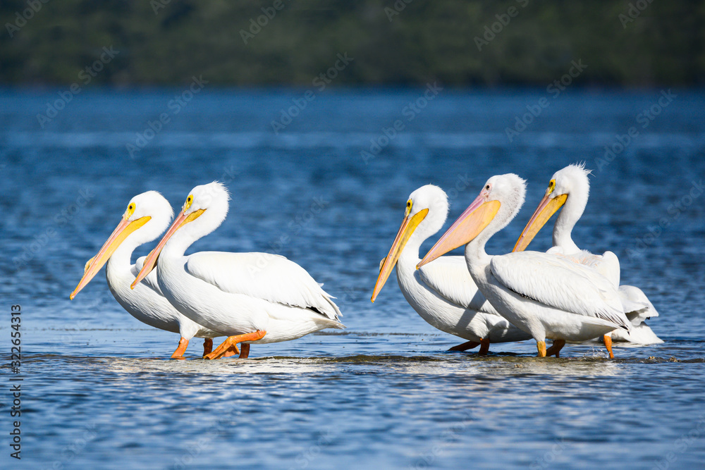 White pelicans on parade.