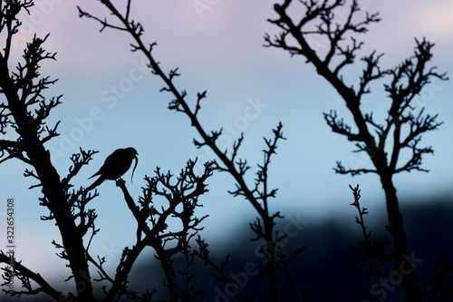 American Kestrel silhouetted against the blue and purple sky perched in a tree while swallowing a snake.