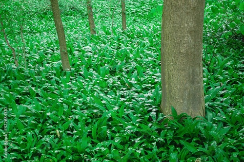 Wild garlic bear garlic park forest after rain