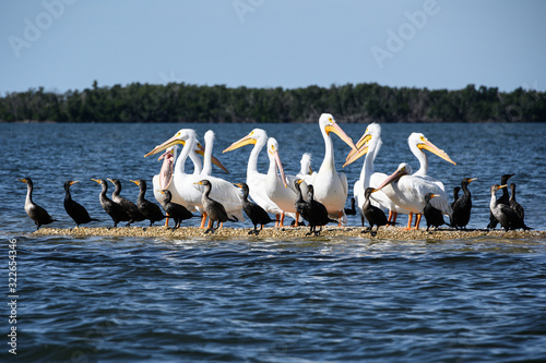 White pelicans and cormorants on oyster bar © Timothy