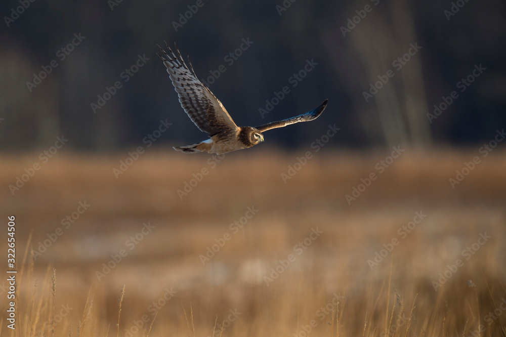 A Northern Harrier flies over an open field as the golden setting sunlight shines on it. A Northern Harrier flies over an open field as the golden setting sunlight shines on it.