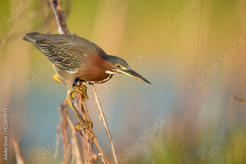 A Green Heron perched on a branch with a smooth green background in the bright morning sunlight. photo