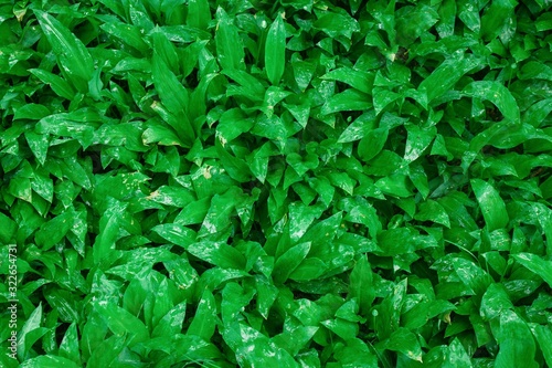 Wild garlic bear garlic park forest after rain
