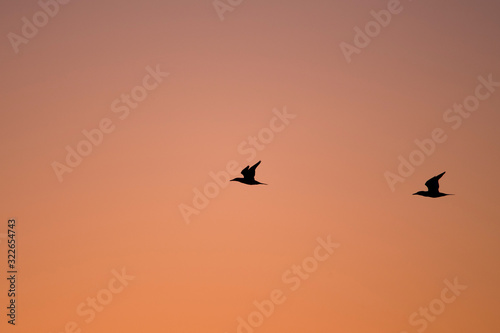 A pair of Northern Gannets fly in front of a cloudless sunrise pink and orange sky.