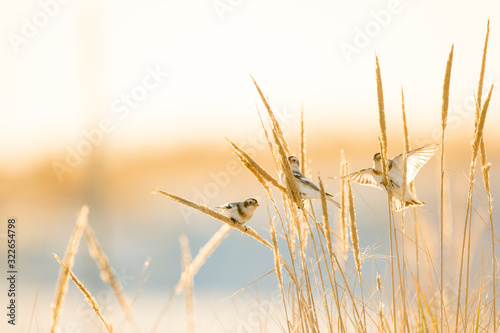 Canvas Print A small group of Snow Buntings feeding on golden dune grasses in the bright winter sunlight on a beach