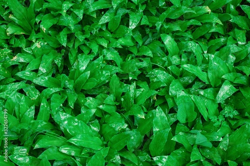 Wild garlic bear garlic park forest after rain