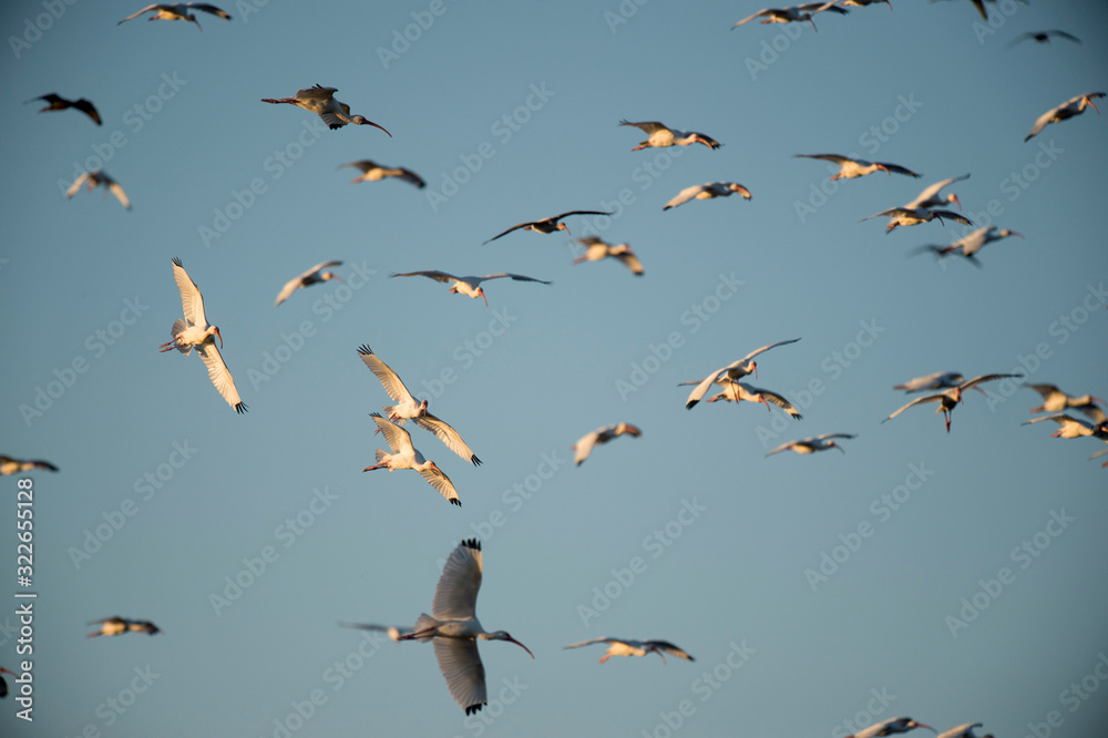Fototapeta premium A flock of White Ibis flying in front of a blue sky in the bright sunlight.
