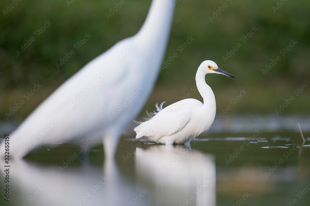 A close-up photo of a Snowy Egret with a smooth green background in soft light. A close-up photo of a Snowy Egret with a smooth green background in soft light.