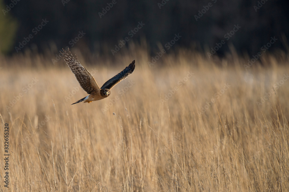 A Northern Harrier flies over an open field with a tree background in the winter on a bright sunny day. A Northern Harrier flies over an open field with a tree background in the winter on a bright sunny day.