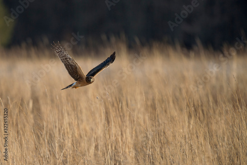 A Northern Harrier flies over an open field with a tree background in the winter on a bright sunny day. © rayhennessy