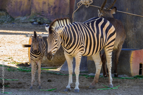 Zebras Family