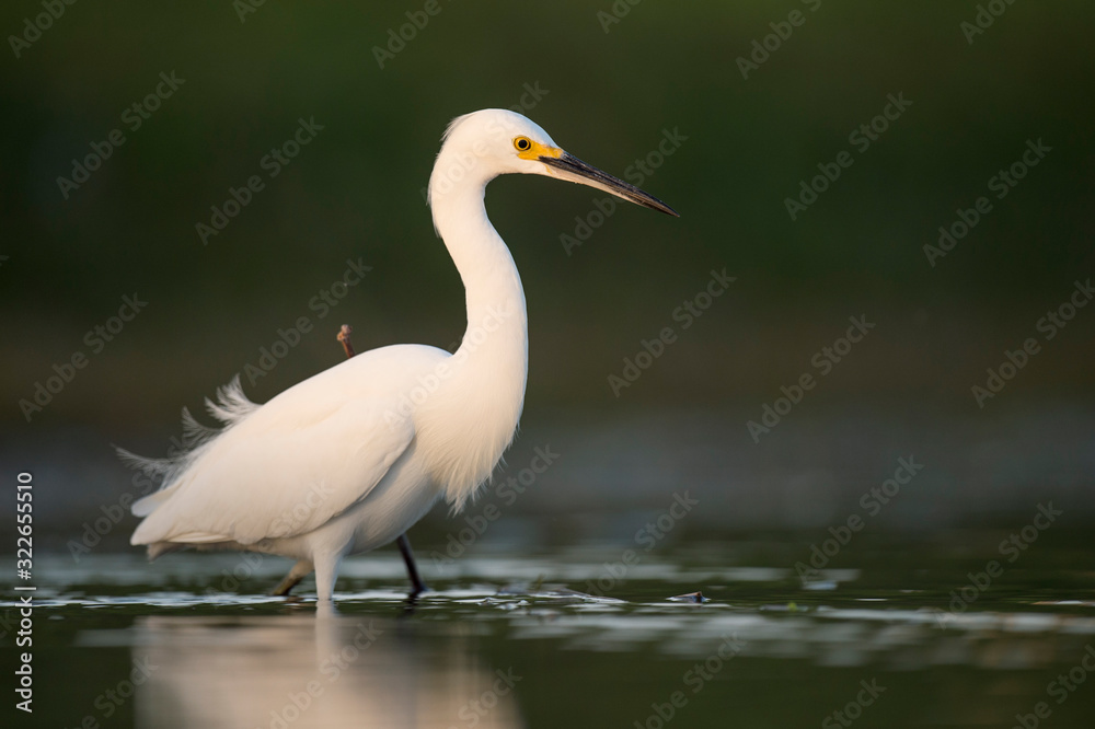 A Snowy Egret stalks prey in shallow water in early morning sunlight with a dark green background. A Snowy Egret stalks prey in shallow water in early morning sunlight with a dark green background.