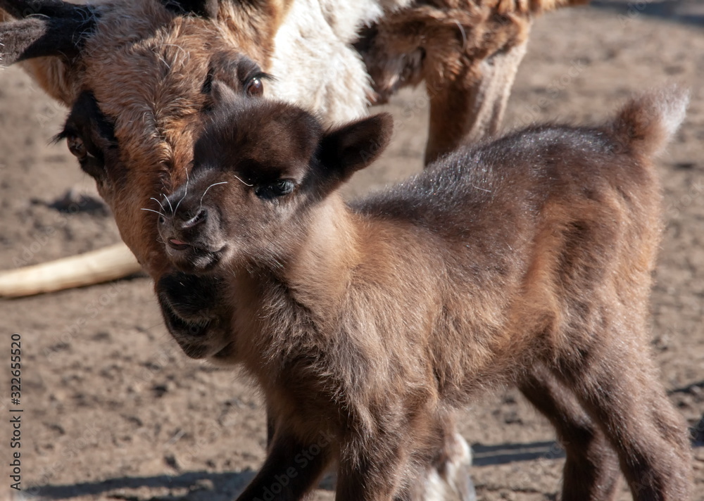 Fototapeta premium Rentier