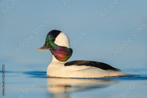 Close-up of a male Bufflehead in golden early morning sunlight with a bright blue water background.