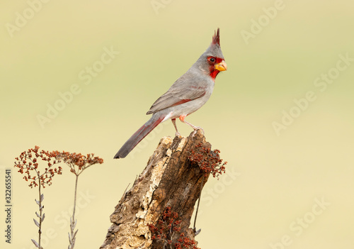 Pyrrhuloxia (Cardinalis sinuatus), Laguna Seca Ranch, Texas, USA photo