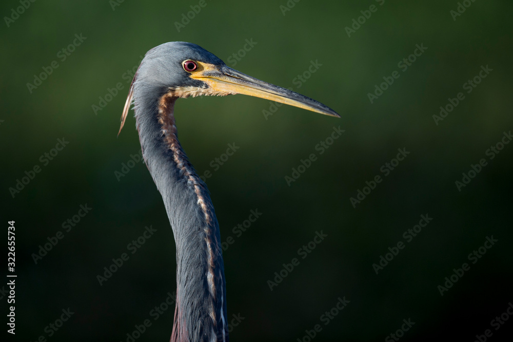 A close head shot of a Tricolored Heron showing off its yellow bill and bright red eye with a smooth green background. A close head shot of a Tricolored Heron showing off its yellow bill and bright red eye with a smooth green background.