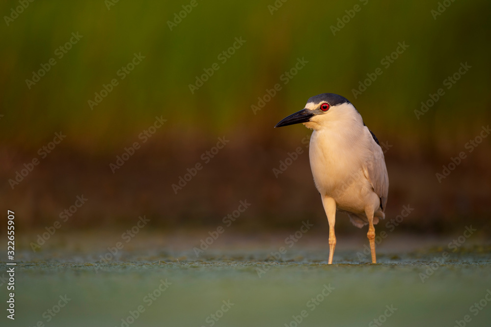 A Black-crowned Night Heron portrait as it stands in shallow green water with a smooth background in golden sunlight. A Black-crowned Night Heron portrait as it stands in shallow green water with a smooth background in golden sunlight.