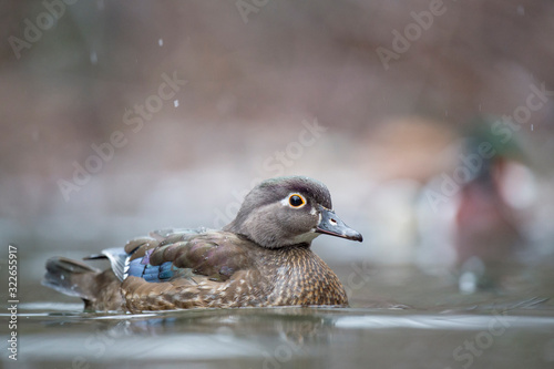 Close-up female Wood Duck swimming in shallow water in soft overcast light with a smooth background.