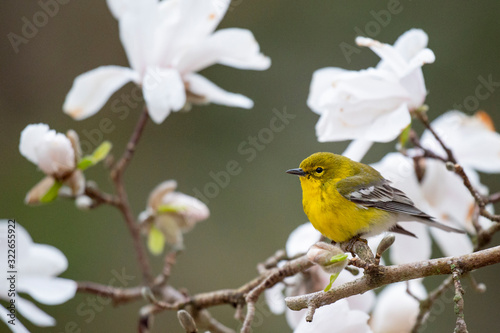 Bright yellow Pine Warbler perched in a flowering tree in spring in sotf overcast light.