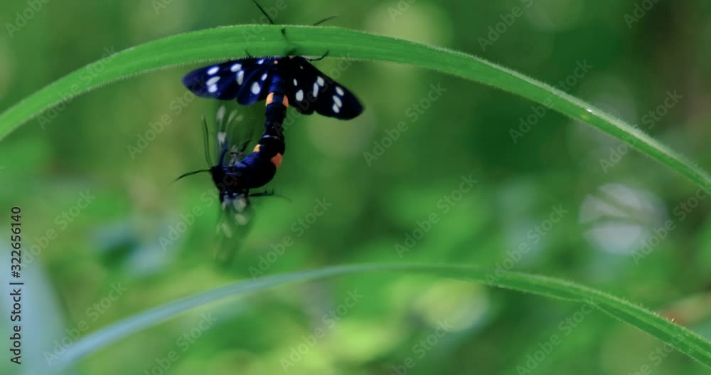 Two moths (Amata phegea) are mating in the grassland Two moths (Amata phegea) are mating in the grassland