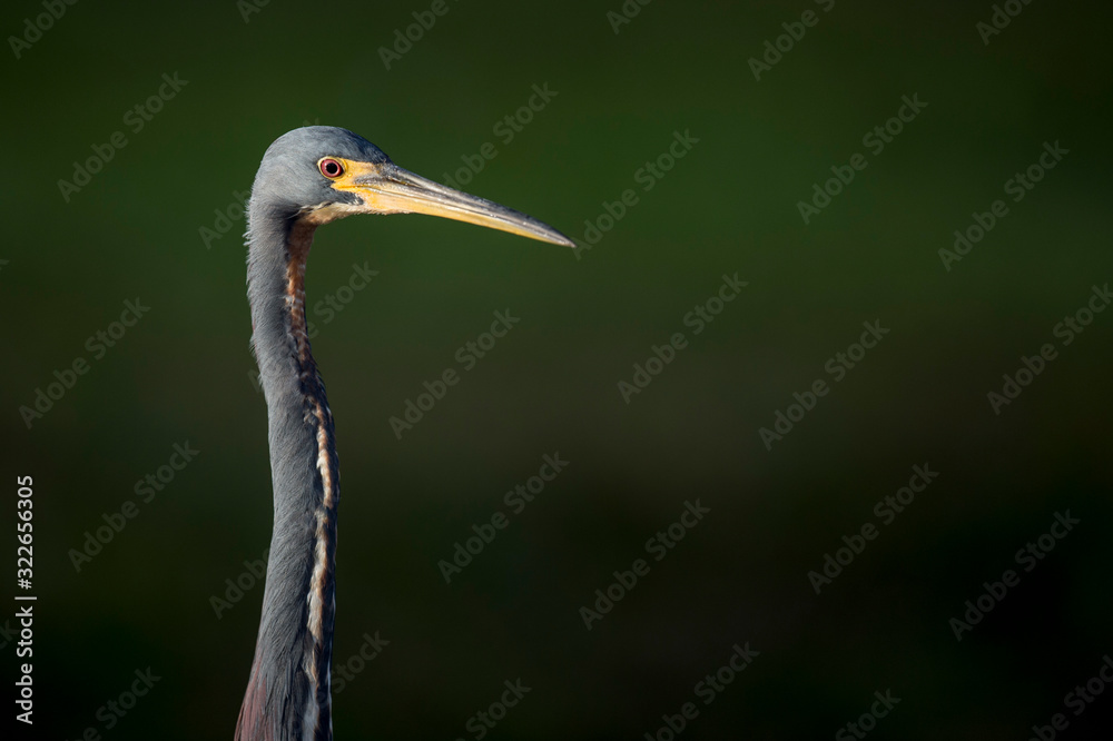 A Tricolored Heron stalks the shallow water in the early morning sun with a dark background and dramatic lighting. A Tricolored Heron stalks the shallow water in the early morning sun with a dark background and dramatic lighting.