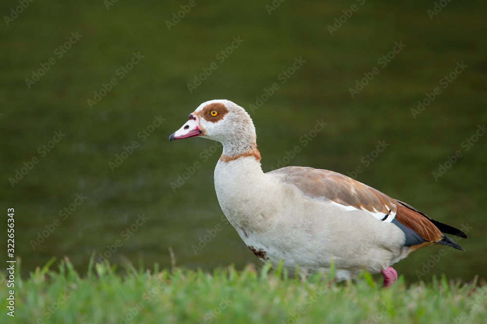 Portrait of an Egyptian Goose standing in bright green grass with a smooth deep green background. Portrait of an Egyptian Goose standing in bright green grass with a smooth deep green background.