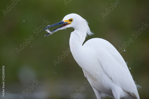 A white Snowy Egret wades in the shallow water catching small minnnows in its beak in soft light with a smooth background. © rayhennessy
