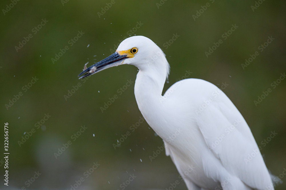 A white Snowy Egret wades in the shallow water catching small minnnows in its beak in soft light with a smooth background. A white Snowy Egret wades in the shallow water catching small minnnows in its beak in soft light with a smooth background.