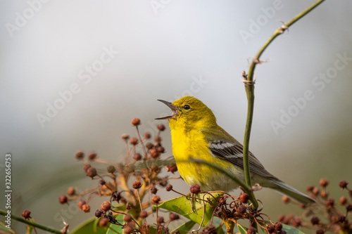 A bright yellow Pine Warbler perched in a branch with a smooth background in soft overcast light.