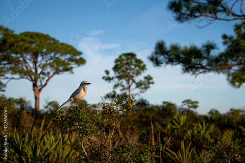 A wide angle photo of a Florida Scrub Jay showing off the habitat that it lives in on a sunny morning.