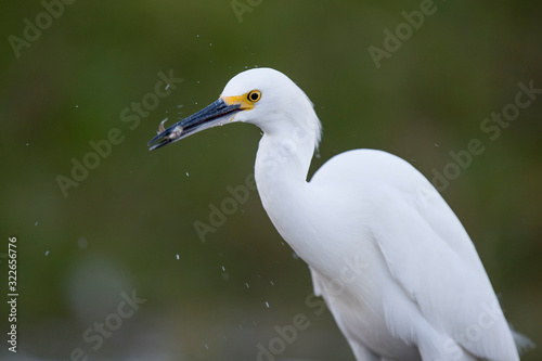 A white Snowy Egret wades in the shallow water catching small minnnows in its beak in soft light with a smooth background. © rayhennessy
