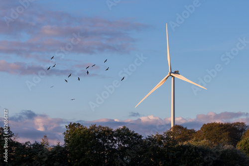 Windmills in the early morning light