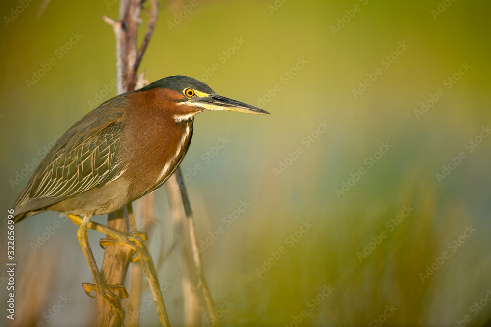 A Green Heron perched on a branch with a smooth green background in the bright morning sunlight.