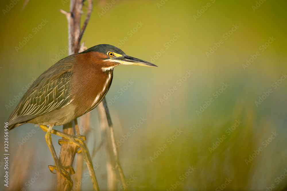 A Green Heron perched on a branch with a smooth green background in the bright morning sunlight. A Green Heron perched on a branch with a smooth green background in the bright morning sunlight.