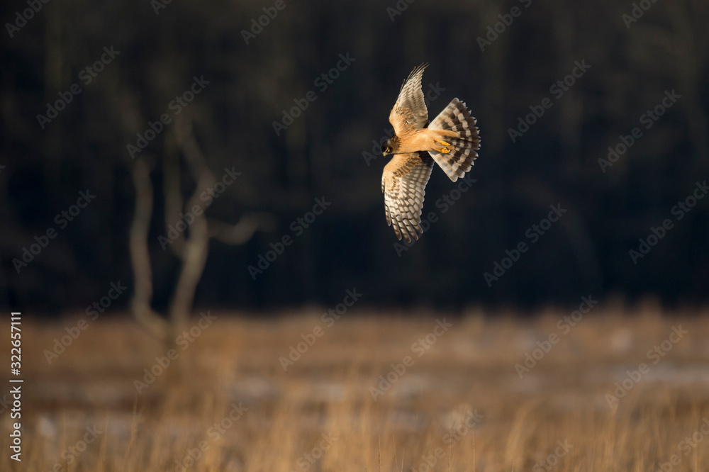 A Northern Harrier flies over an open field as the golden setting sunlight shines on it. A Northern Harrier flies over an open field as the golden setting sunlight shines on it.