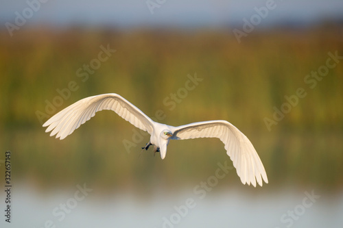 A large white Great Egret flies in front of a green grass background in the golden morning sunlight.