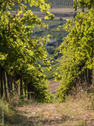 Fototapeta Naklejka Na Ścianę i Meble -  Landscape with vineyards in Italy